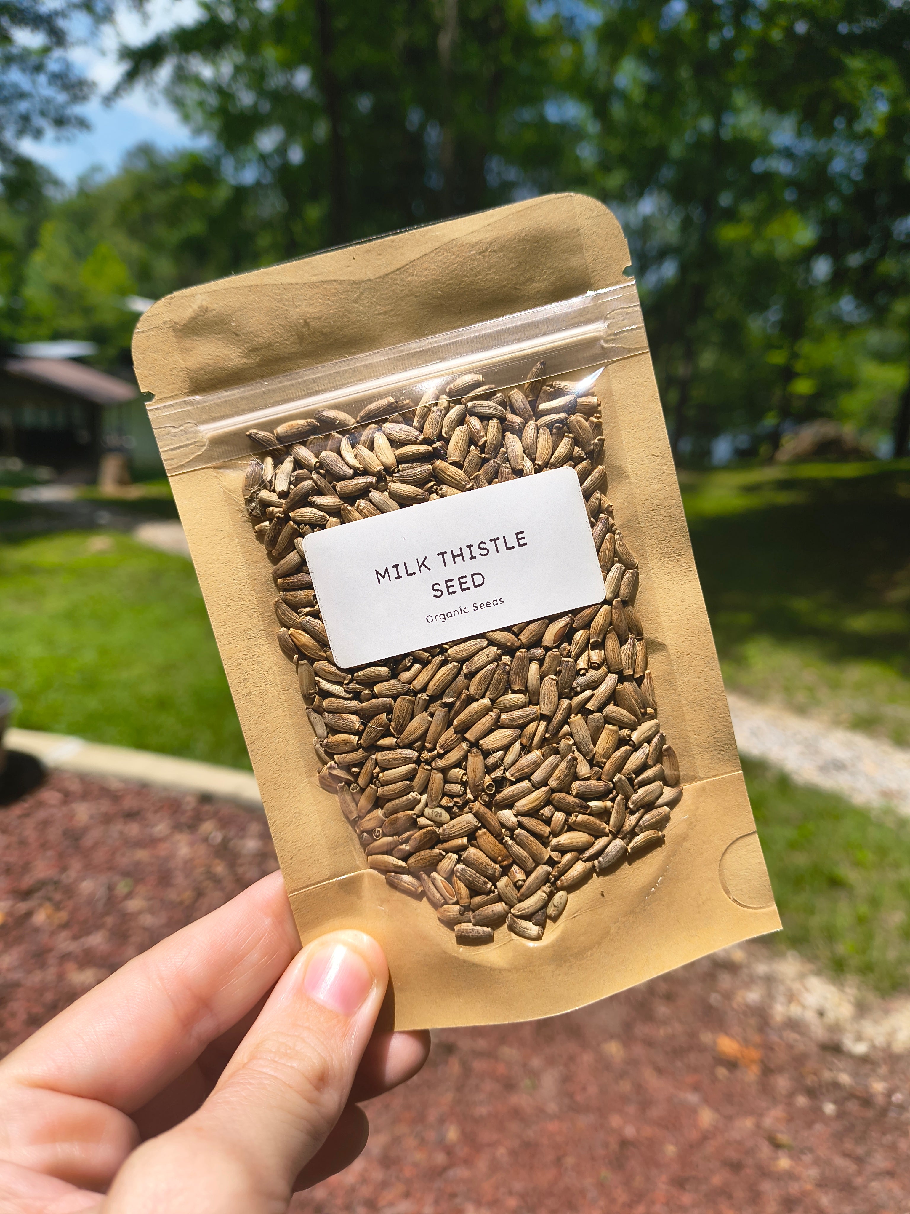 Milk Thistle Seed
